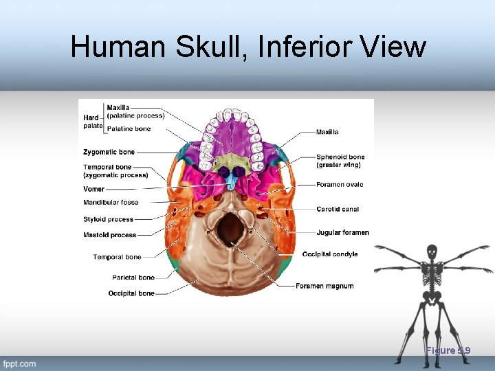 Human Skull, Inferior View Figure 5. 9 