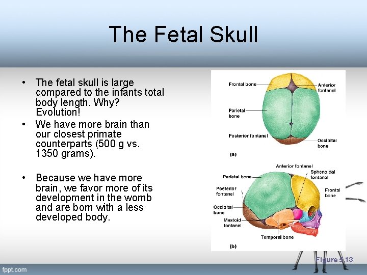 The Fetal Skull • The fetal skull is large compared to the infants total