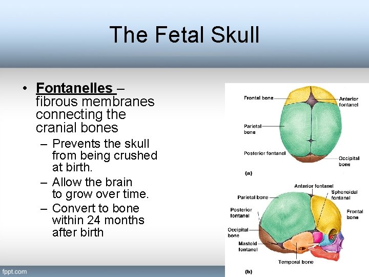 The Fetal Skull • Fontanelles – fibrous membranes connecting the cranial bones – Prevents