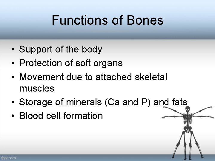 Functions of Bones • Support of the body • Protection of soft organs •