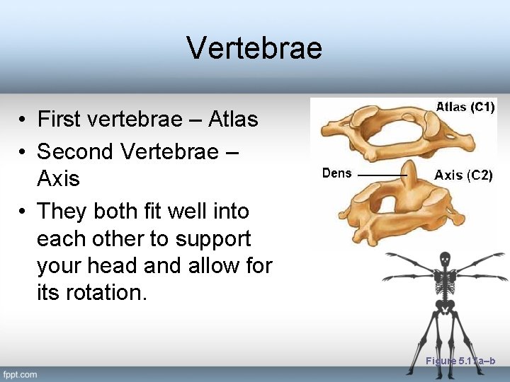 Vertebrae • First vertebrae – Atlas • Second Vertebrae – Axis • They both