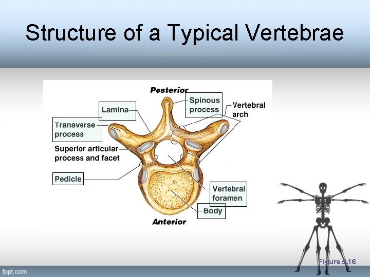 Structure of a Typical Vertebrae Figure 5. 16 