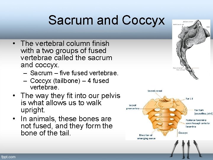 Sacrum and Coccyx • The vertebral column finish with a two groups of fused