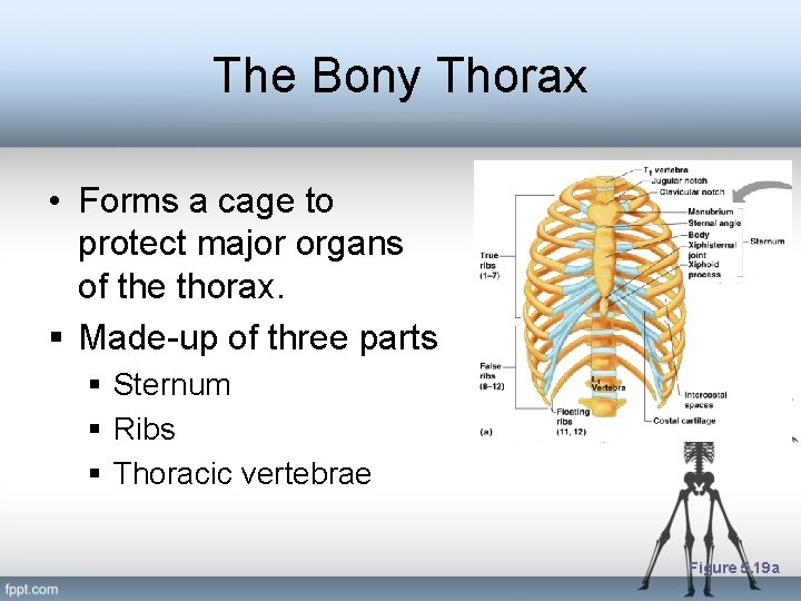 The Bony Thorax • Forms a cage to protect major organs of the thorax.