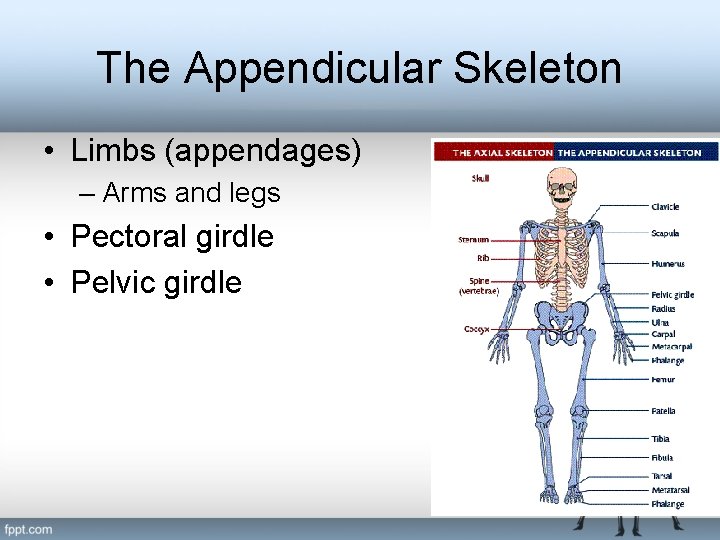 The Appendicular Skeleton • Limbs (appendages) – Arms and legs • Pectoral girdle •