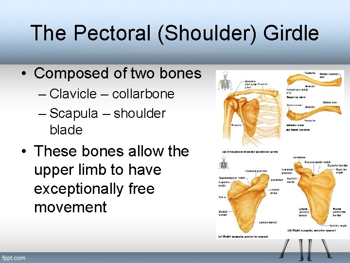 The Pectoral (Shoulder) Girdle • Composed of two bones – Clavicle – collarbone –