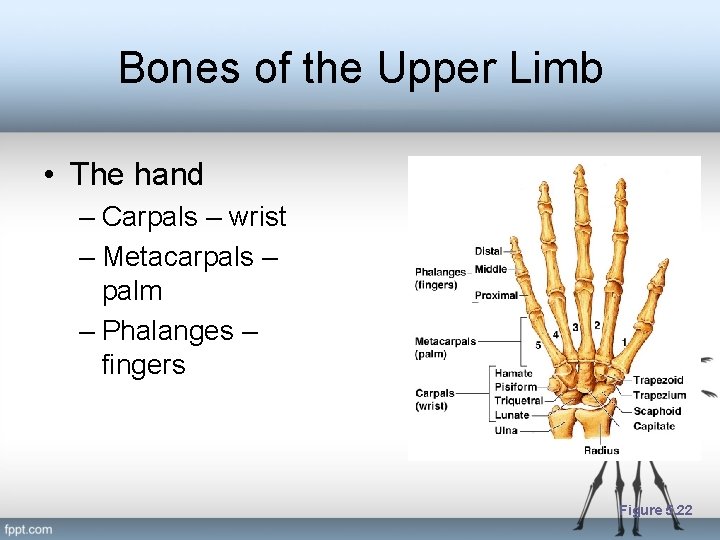 Bones of the Upper Limb • The hand – Carpals – wrist – Metacarpals