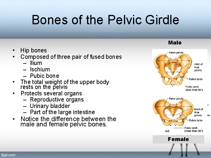 Bones of the Pelvic Girdle Male • Hip bones • Composed of three pair