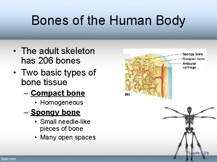 Bones of the Human Body • The adult skeleton has 206 bones • Two