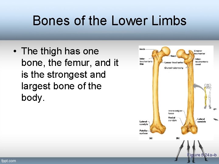 Bones of the Lower Limbs • The thigh has one bone, the femur, and