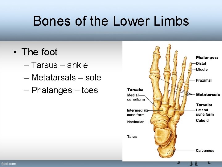 Bones of the Lower Limbs • The foot – Tarsus – ankle – Metatarsals