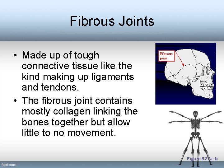 Fibrous Joints • Made up of tough connective tissue like the kind making up