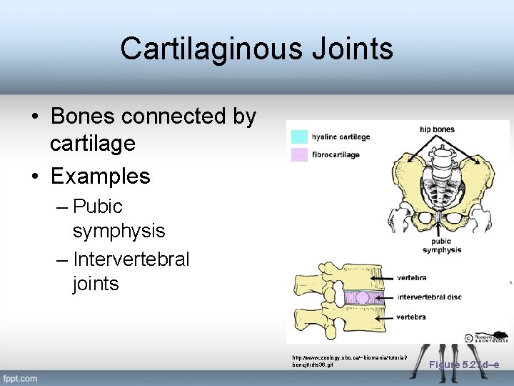 Cartilaginous Joints • Bones connected by cartilage • Examples – Pubic symphysis – Intervertebral