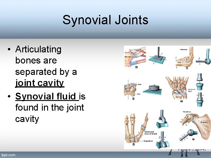 Synovial Joints • Articulating bones are separated by a joint cavity • Synovial fluid