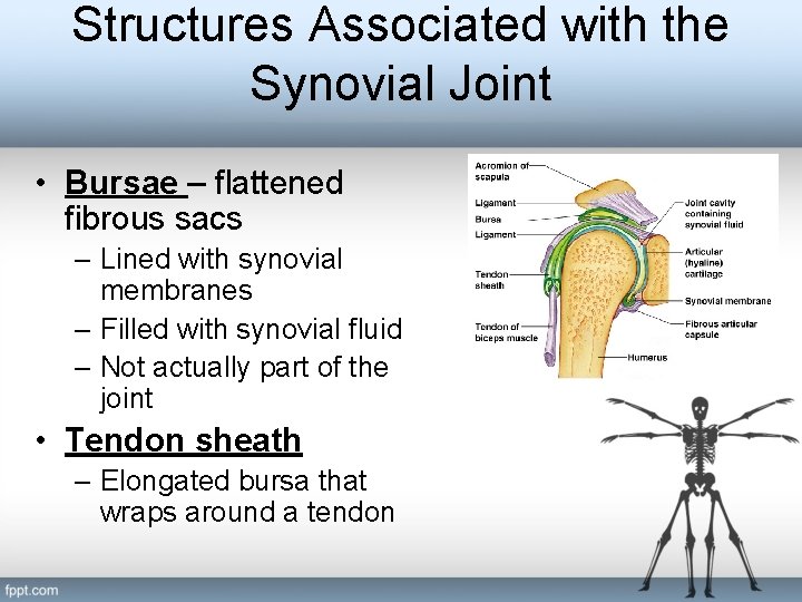 Structures Associated with the Synovial Joint • Bursae – flattened fibrous sacs – Lined