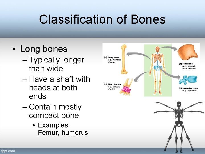 Classification of Bones • Long bones – Typically longer than wide – Have a