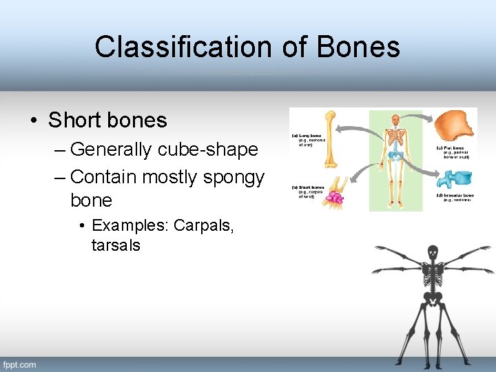 Classification of Bones • Short bones – Generally cube-shape – Contain mostly spongy bone
