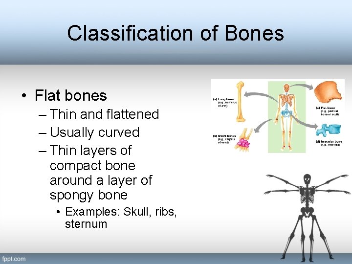 Classification of Bones • Flat bones – Thin and flattened – Usually curved –