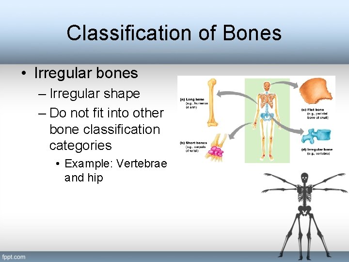 Classification of Bones • Irregular bones – Irregular shape – Do not fit into