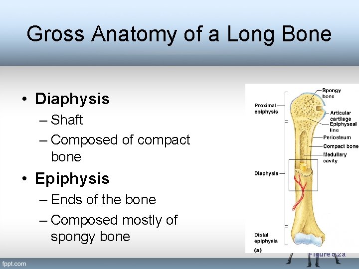 Gross Anatomy of a Long Bone • Diaphysis – Shaft – Composed of compact