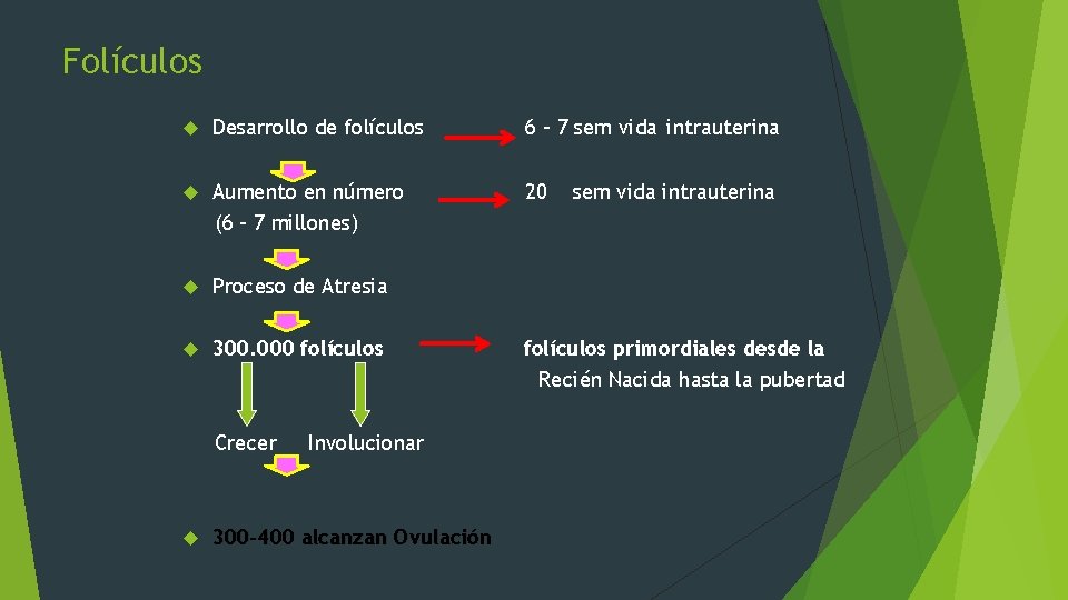 Folículos Desarrollo de folículos 6 – 7 sem vida intrauterina Aumento en número (6