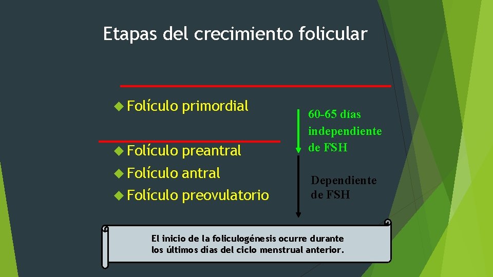 Etapas del crecimiento folicular Folículo primordial Folículo preantral Folículo preovulatorio 60 -65 días independiente