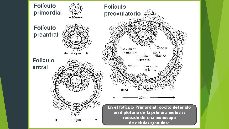 Folículo primordial Folículo preovulatorio Folículo preantral Folículo antral En el folículo Primordial: oocito detenido