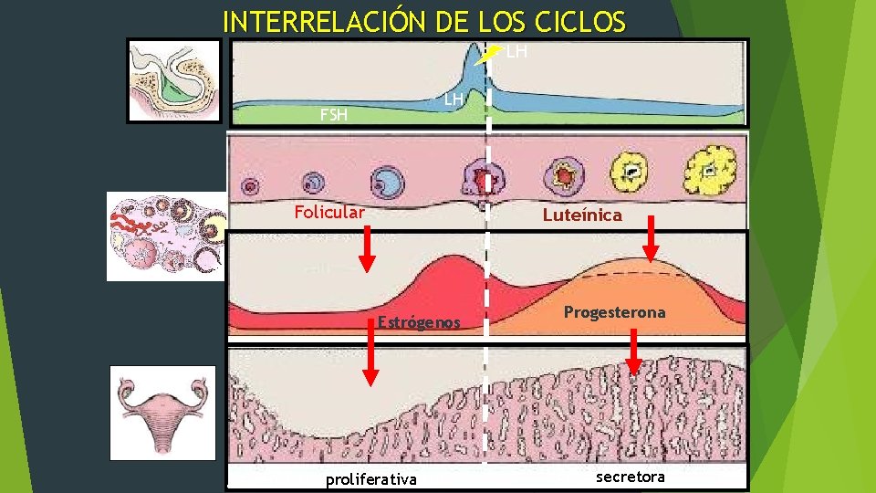 INTERRELACIÓN DE LOS CICLOS LH FSH LH Folicular Luteínica Estrógenos MENSTRUAL proliferativa PROLIFERATIVA Progesterona