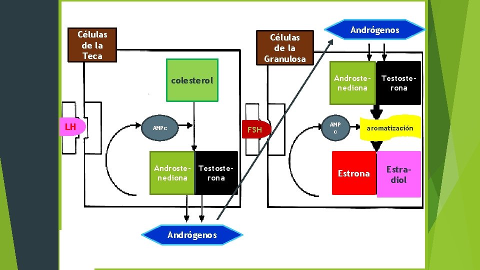 Células de la Teca Células de la Granulosa Androstenediona colesterol LH Andrógenos FSH AMPc