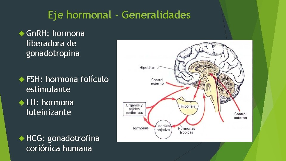 Eje hormonal - Generalidades Gn. RH: hormona liberadora de gonadotropina FSH: hormona folículo estimulante