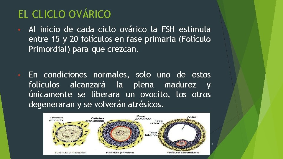EL CLICLO OVÁRICO • Al inicio de cada ciclo ovárico la FSH estimula entre