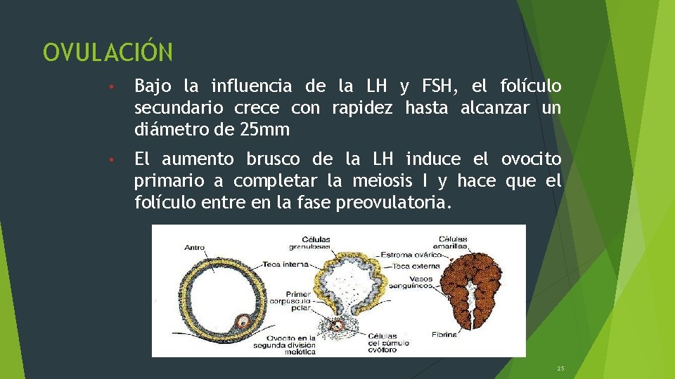 OVULACIÓN • Bajo la influencia de la LH y FSH, el folículo secundario crece