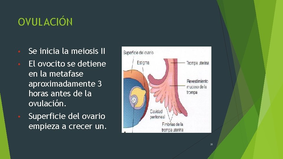 OVULACIÓN • Se inicia la meiosis II • El ovocito se detiene en la