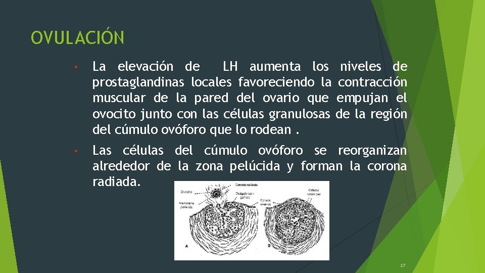 OVULACIÓN • La elevación de LH aumenta los niveles de prostaglandinas locales favoreciendo la