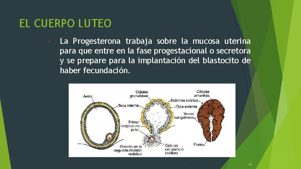 EL CUERPO LUTEO • La Progesterona trabaja sobre la mucosa uterina para que entre