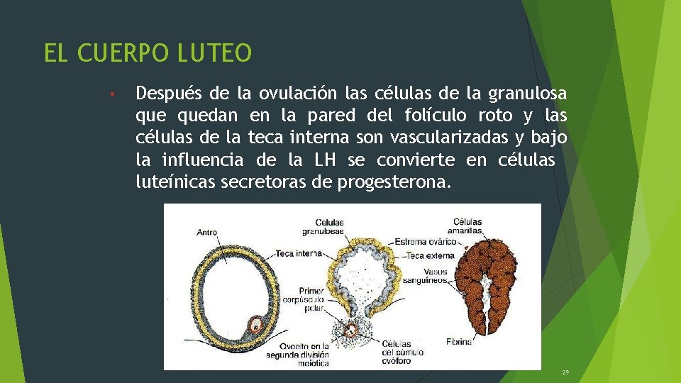 EL CUERPO LUTEO • Después de la ovulación las células de la granulosa quedan