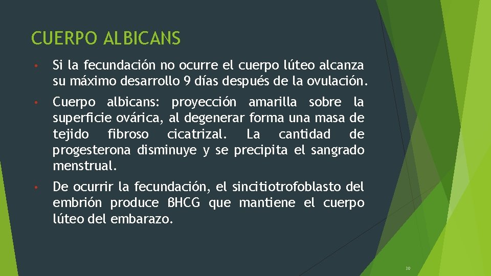 CUERPO ALBICANS • Si la fecundación no ocurre el cuerpo lúteo alcanza su máximo