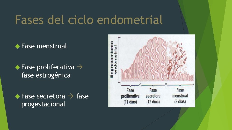 Fases del ciclo endometrial Fase menstrual Fase proliferativa fase estrogénica Fase secretora fase progestacional