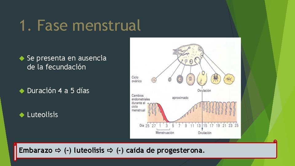1. Fase menstrual Se presenta en ausencia de la fecundación Duración 4 a 5