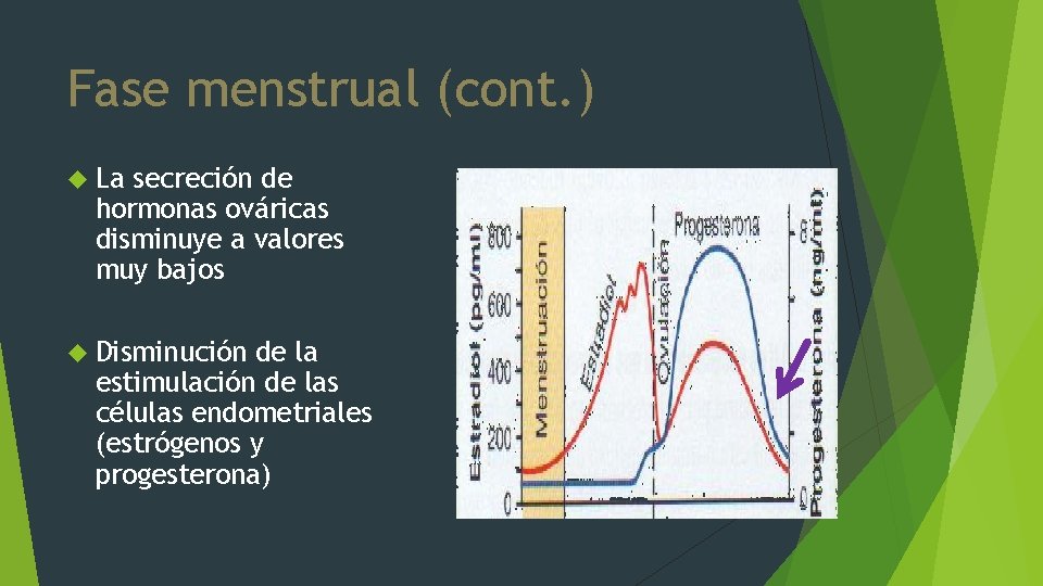 Fase menstrual (cont. ) La secreción de hormonas ováricas disminuye a valores muy bajos