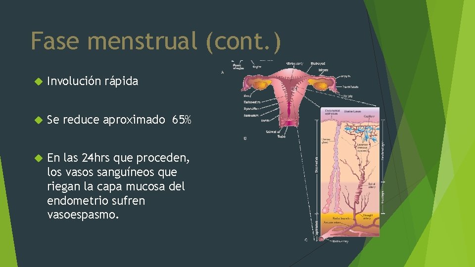 Fase menstrual (cont. ) Involución rápida Se reduce aproximado 65% En las 24 hrs
