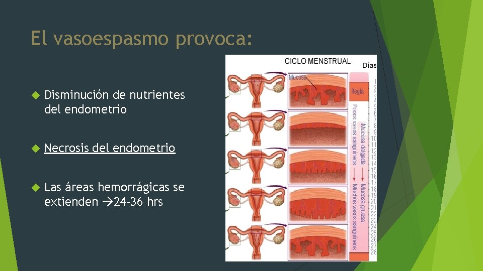 El vasoespasmo provoca: Disminución de nutrientes del endometrio Necrosis del endometrio Las áreas hemorrágicas