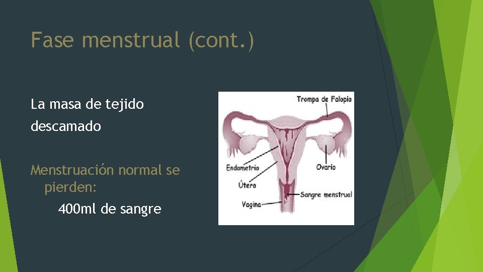 Fase menstrual (cont. ) La masa de tejido descamado Menstruación normal se pierden: 400