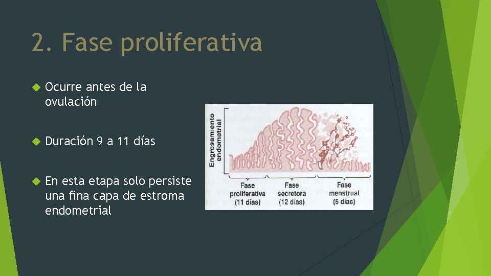 2. Fase proliferativa Ocurre antes de la ovulación Duración 9 a 11 días En