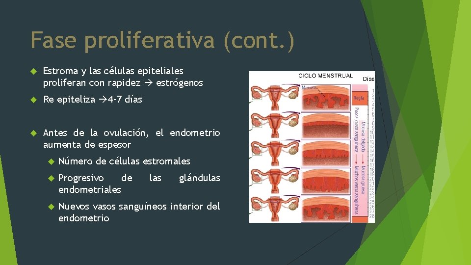 Fase proliferativa (cont. ) Estroma y las células epiteliales proliferan con rapidez estrógenos Re