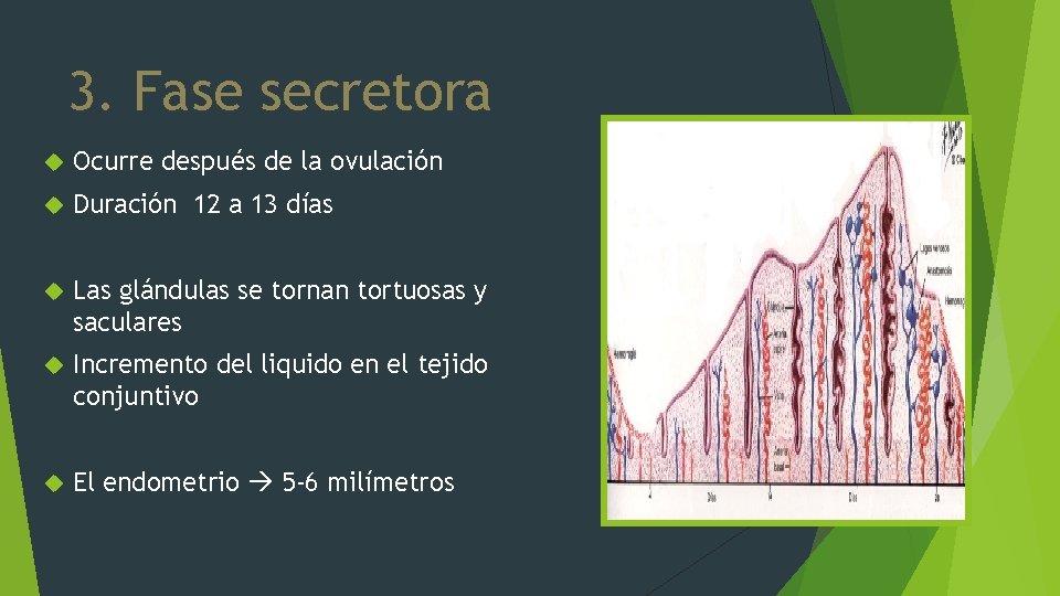 3. Fase secretora Ocurre después de la ovulación Duración 12 a 13 días Las