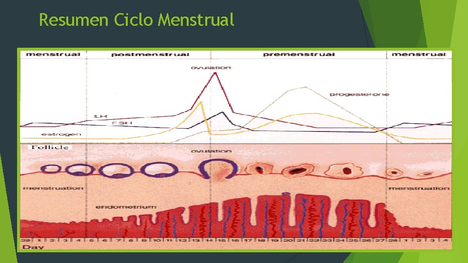 Resumen Ciclo Menstrual 