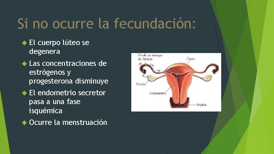 Si no ocurre la fecundación: El cuerpo lúteo se degenera Las concentraciones de estrógenos