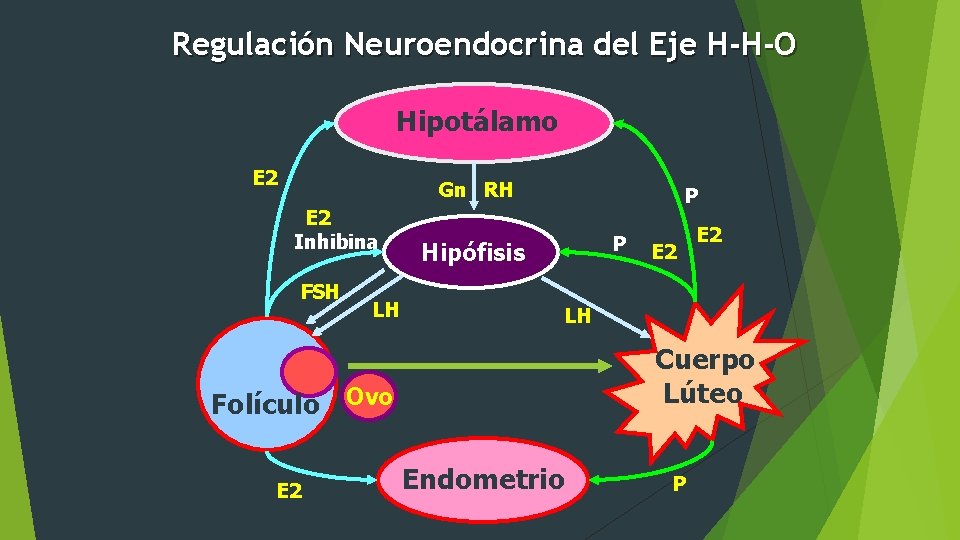 Regulación Neuroendocrina del Eje H-H-O Hipotálamo E 2 Gn RH E 2 Inhibina FSH