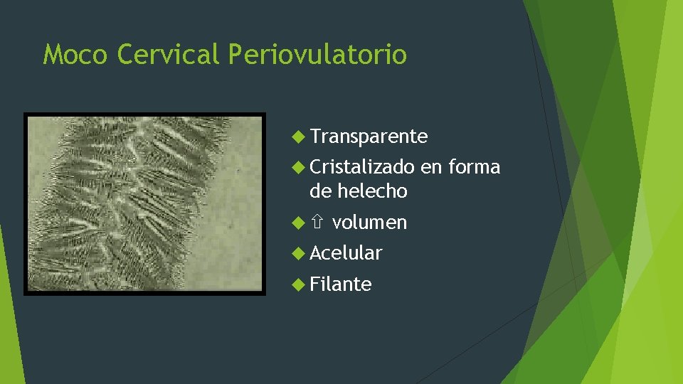 Moco Cervical Periovulatorio Transparente Cristalizado de helecho volumen Acelular Filante en forma 